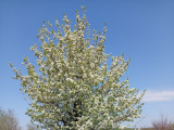 IMG_20260507_100253