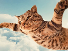 cat-flying